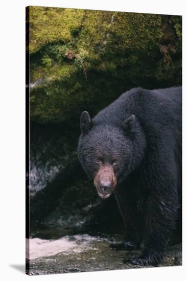 Black Bear in Stream-DLILLC-Stretched Canvas