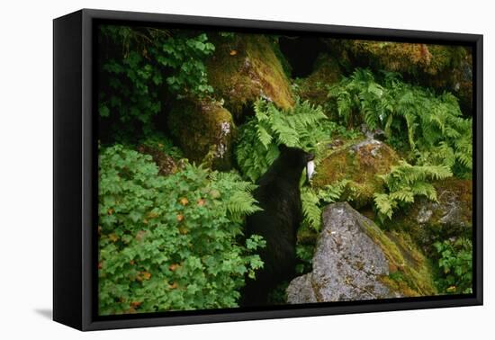 Black Bear in the Bushes-W. Perry Conway-Framed Stretched Canvas