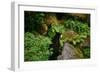 Black Bear in the Bushes-W. Perry Conway-Framed Photographic Print