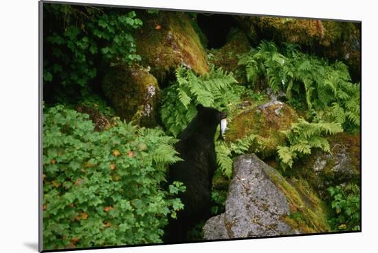 Black Bear in the Bushes-W. Perry Conway-Mounted Photographic Print