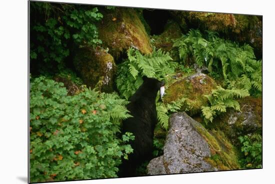 Black Bear in the Bushes-W. Perry Conway-Mounted Photographic Print