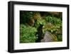 Black Bear in the Bushes-W. Perry Conway-Framed Photographic Print