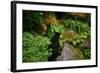 Black Bear in the Bushes-W. Perry Conway-Framed Photographic Print