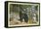 Black Bear in the Wild-null-Framed Stretched Canvas