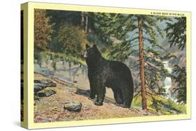 Black Bear in the Wild-null-Stretched Canvas