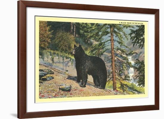 Black Bear in the Wild-null-Framed Premium Giclee Print