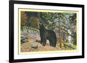 Black Bear in the Wild-null-Framed Premium Giclee Print