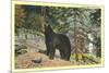 Black Bear in the Wild-null-Mounted Premium Giclee Print