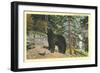 Black Bear in the Wild-null-Framed Art Print