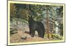 Black Bear in the Wild-null-Mounted Art Print