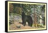 Black Bear in the Wild-null-Framed Stretched Canvas