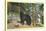 Black Bear in the Wild-null-Stretched Canvas