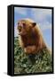 Black Bear Leaning over Hedge-DLILLC-Framed Stretched Canvas