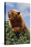 Black Bear Leaning over Hedge-DLILLC-Stretched Canvas