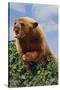 Black Bear Leaning over Hedge-DLILLC-Stretched Canvas