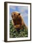 Black Bear Leaning over Hedge-DLILLC-Framed Photographic Print