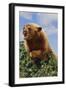 Black Bear Leaning over Hedge-DLILLC-Framed Photographic Print