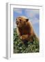 Black Bear Leaning over Hedge-DLILLC-Framed Photographic Print