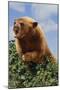 Black Bear Leaning over Hedge-DLILLC-Mounted Photographic Print