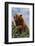 Black Bear Leaning over Hedge-DLILLC-Framed Photographic Print