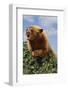 Black Bear Leaning over Hedge-DLILLC-Framed Photographic Print