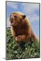 Black Bear Leaning over Hedge-DLILLC-Mounted Photographic Print