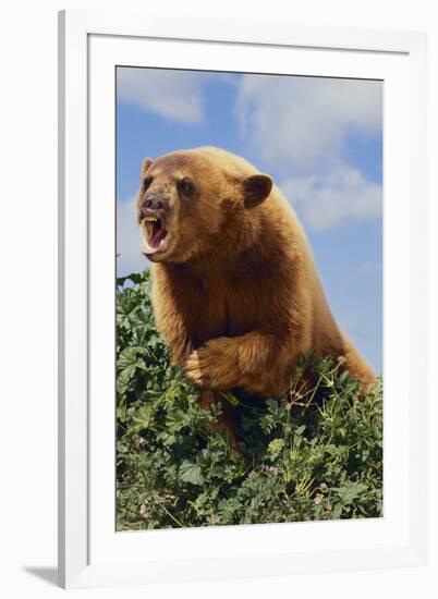 Black Bear Leaning over Hedge-DLILLC-Framed Photographic Print
