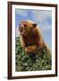 Black Bear Leaning over Hedge-DLILLC-Framed Photographic Print