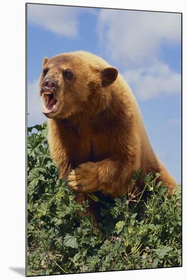 Black Bear Leaning over Hedge-DLILLC-Mounted Photographic Print