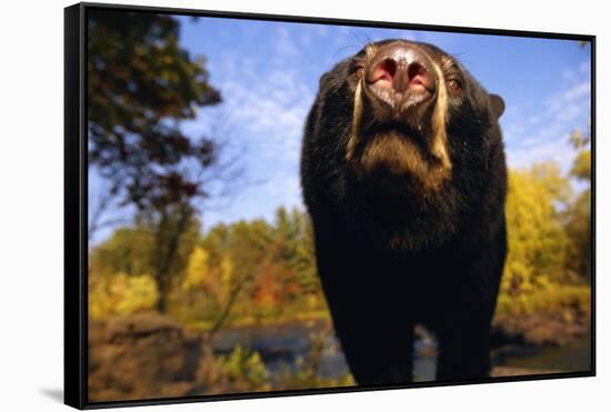 Black Bear Nosing Around-W. Perry Conway-Framed Stretched Canvas