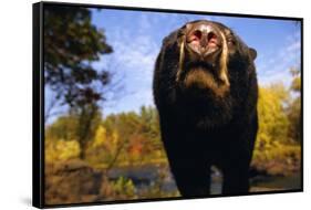 Black Bear Nosing Around-W. Perry Conway-Framed Stretched Canvas