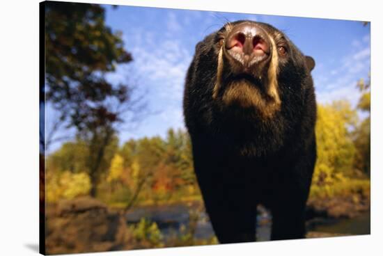 Black Bear Nosing Around-W. Perry Conway-Stretched Canvas