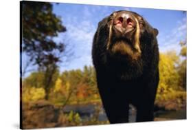 Black Bear Nosing Around-W. Perry Conway-Stretched Canvas