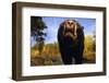 Black Bear Nosing Around-W. Perry Conway-Framed Photographic Print