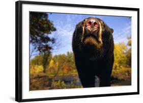 Black Bear Nosing Around-W. Perry Conway-Framed Photographic Print