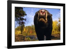 Black Bear Nosing Around-W. Perry Conway-Framed Photographic Print