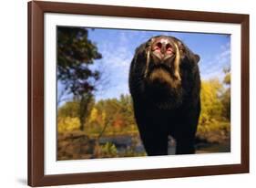 Black Bear Nosing Around-W. Perry Conway-Framed Photographic Print