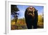 Black Bear Nosing Around-W. Perry Conway-Framed Photographic Print