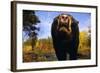 Black Bear Nosing Around-W. Perry Conway-Framed Photographic Print