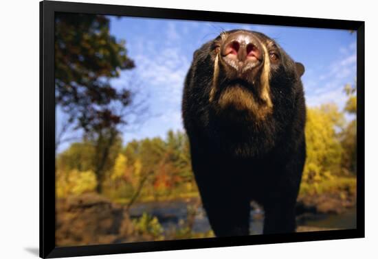 Black Bear Nosing Around-W. Perry Conway-Framed Photographic Print