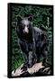 Black Bear - Scratchboard-Lantern Press-Framed Stretched Canvas