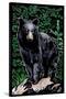 Black Bear - Scratchboard-Lantern Press-Stretched Canvas