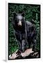 Black Bear - Scratchboard-Lantern Press-Framed Art Print