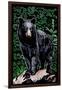 Black Bear - Scratchboard-Lantern Press-Framed Art Print