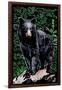 Black Bear - Scratchboard-Lantern Press-Framed Art Print