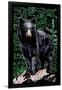 Black Bear - Scratchboard-Lantern Press-Framed Art Print