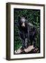 Black Bear - Scratchboard-Lantern Press-Framed Art Print