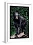 Black Bear - Scratchboard-Lantern Press-Framed Art Print