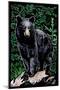 Black Bear - Scratchboard-Lantern Press-Mounted Art Print