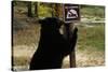 Black Bear Scratching Post-W^ Perry Conway-Stretched Canvas